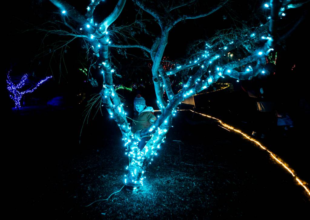 Thazy Chaw, 3, pauses to look at a decorated tree at Wintertide Lights in the Evergreen Arboretum. (Olivia Vanni / The Herald)