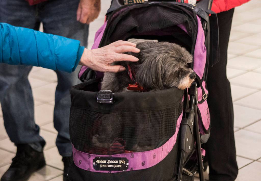 People pet Auggie Doggie as he sits in his stroller at the Alderwood mall. (Olivia Vanni / The Herald)