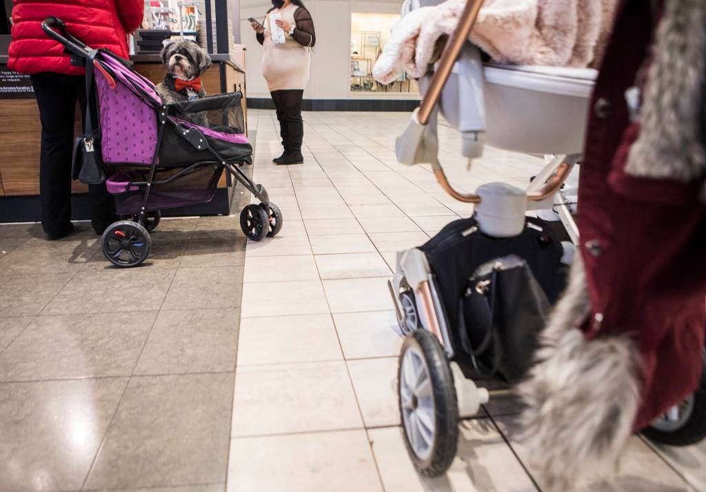 Auggie Doggie waits in his stroller as his owners order coffee at the Alderwood mall. (Olivia Vanni / The Herald)