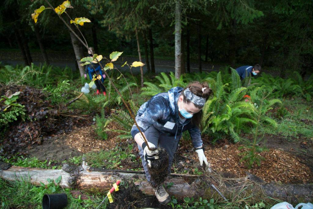 Volunteer Megan Gossen prepares to plant a paper birch tree for Green Everett Day at Forest Park in October. (Andy Bronson / The Herald)