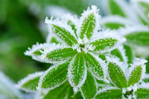 abstract background from a grass covered with hoarfrost