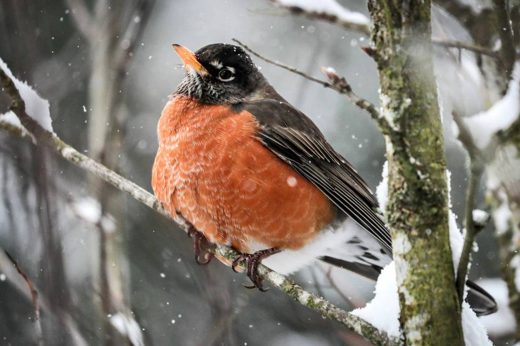 A robin perches puffed up against the wind and snow Sunday afternoon in Everett. (Kevin Clark / The Herald)