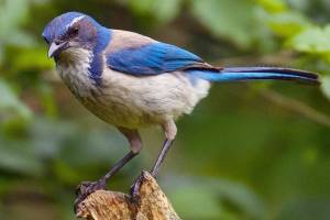 The California scrub jay. (Audubon.org) 20211228