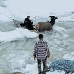 Rescuers work to save elk stuck in the freezing Kettle River in Ferry County on Christmas Eve. (Rylee Stuart)
