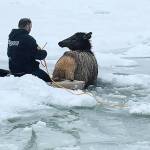 Rescuers work to save elk stuck in the freezing Kettle River in Ferry County on Christmas Eve. (Rylee Stuart)