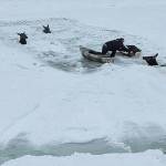 Rescuers work to save elk stuck in the freezing Kettle River on Christmas Eve. (Rylee Stuart)
