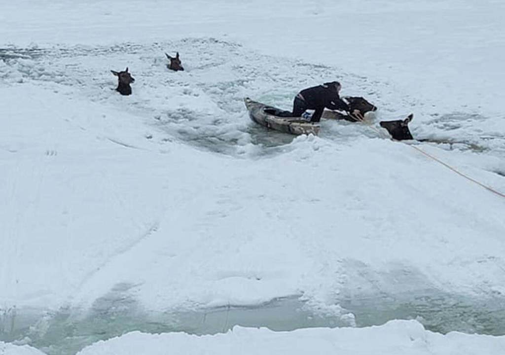 Rescuers work to save elk stuck in the freezing Kettle River on Christmas Eve. (Rylee Stuart)