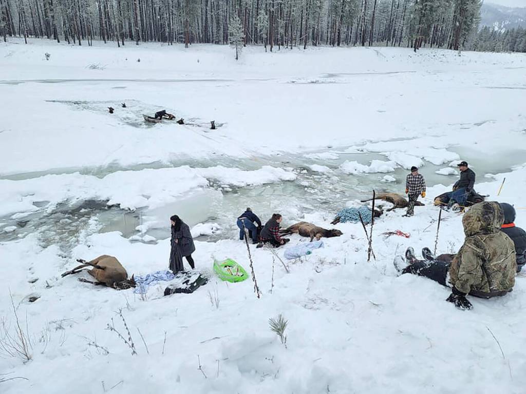 Rescuers work to save elk stuck in the freezing Kettle River on Christmas Eve. (Rylee Stuart)