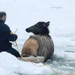 Rescuers work to save elk stuck in the freezing Kettle River on Christmas Eve. (Rylee Stuart)