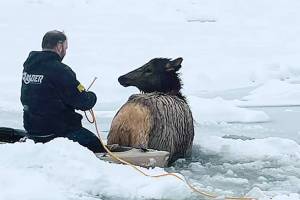 Rescuers work to save elk stuck in the freezing Kettle River on Christmas Eve. (Rylee Stuart)