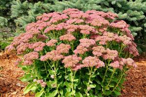 Steve Smith's anticipation of next year’s perennial growth is no better personified than in the clusters of basal buds on several clumps of Sedum “Autumn Joy.” (Getty Images)