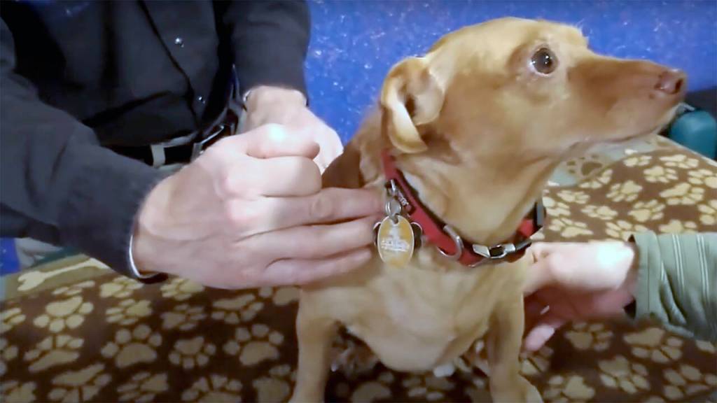 Nels Rasmussen works to reconnect the body-mind-spirit of an overweight dachschund who had trouble walking. (Nels Rasmussen/YouTube)