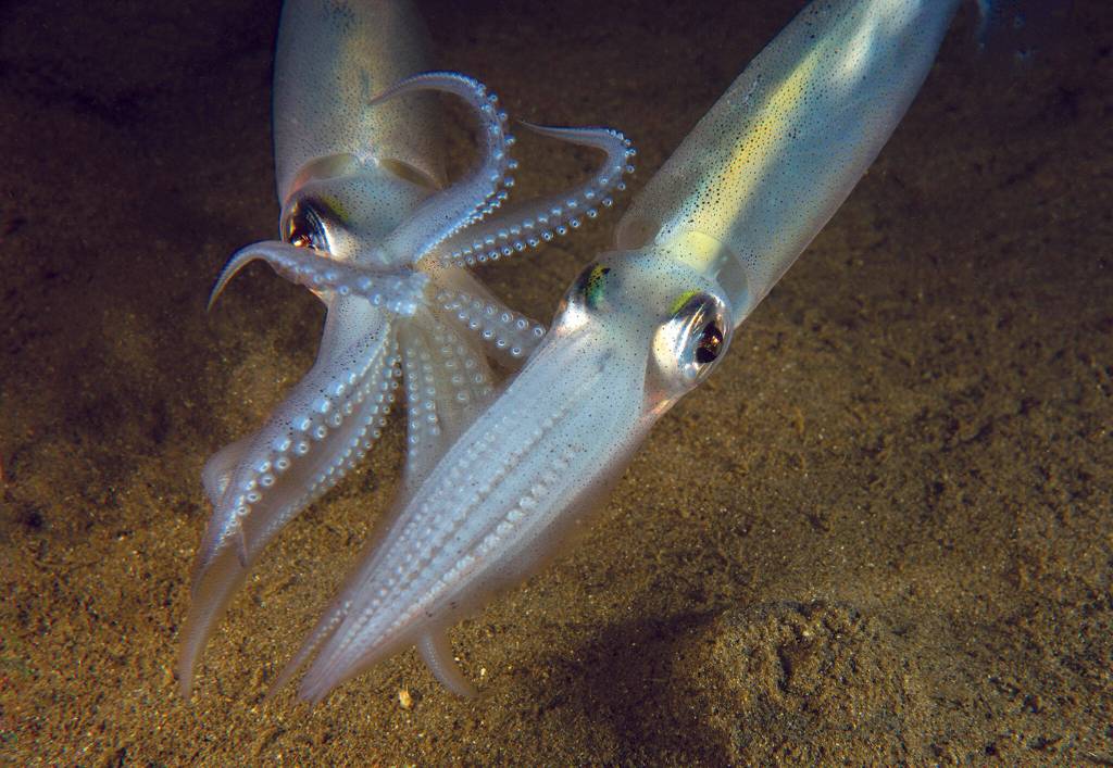 Pacific squid migrate from the ocean to local waters in winter. (Getty Images)