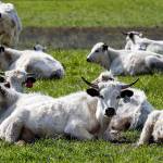 Ancient White Park cows belonging to Burt Degroot on a pasture on Ebey Island on April 1, 2021. (Kevin Clark / The Herald)