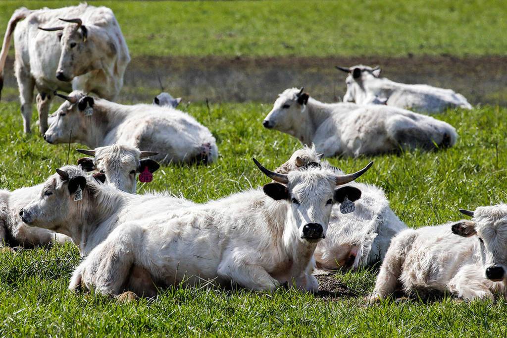 Ancient White Park cows belonging to Burt Degroot on a pasture on Ebey Island on April 1, 2021. (Kevin Clark / The Herald)