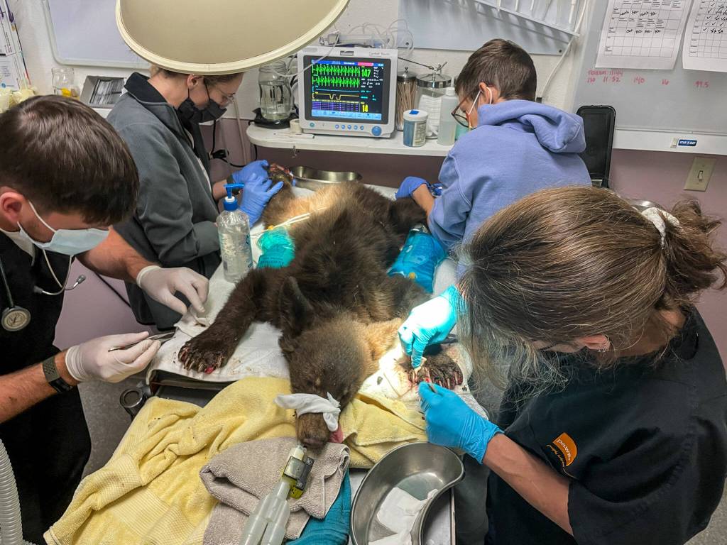 PAWS wildlife staff attend to a bear in the surgery room at the Lynnwood campus. A new facility will have a much larger surgery suite. (PAWS)