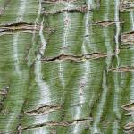 Acer tegmentosum Joe Witt, a Manchurian snakebark maple, boasts beautiful highly striped white bark. (Richie Steffen)
