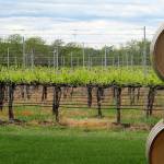 In this 2017 photo, wine barrels are shown at a vineyard adjacent to the Walla Walla Vintners winery in Walla Walla. (AP Photo/Nicholas K. Geranios, file)