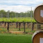 In this photo taken May 17, 2017, wine barrels are shown at a vineyard adjacent to the Walla Walla Vintners winery in Walla Walla, Wash. The remote southeastern Washington town of Walla Walla - which used to be best known for sweet onions and as home of the state penitentiary - has now reinvented itself into a center of premium wines and wine tourism. (AP Photo/Nicholas K. Geranios)