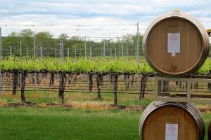 In this photo taken May 17, 2017, wine barrels are shown at a vineyard adjacent to the Walla Walla Vintners winery in Walla Walla, Wash. The remote southeastern Washington town of Walla Walla - which used to be best known for sweet onions and as home of the state penitentiary - has now reinvented itself into a center of premium wines and wine tourism. (AP Photo/Nicholas K. Geranios)