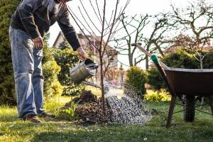 Gardening at spring. Planting tree in garden. Senior man watering planted fruit tree at his backyard