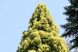 Cryptomeria japonica “Sekkan-sugi”