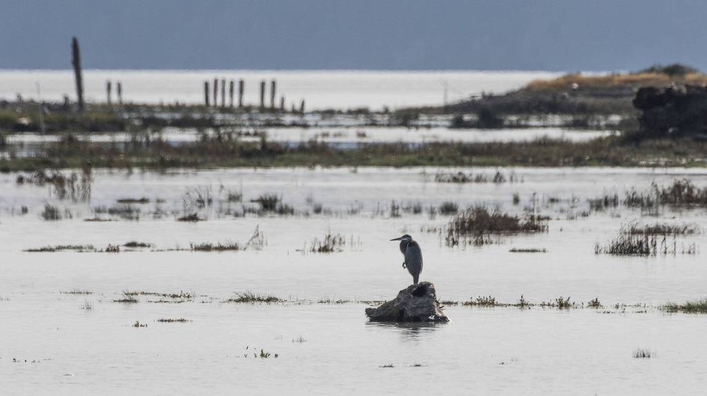 During high tide at Leque Island, a great blue heron sits atop a tree stump. (Andy Bronson / The Herald)
