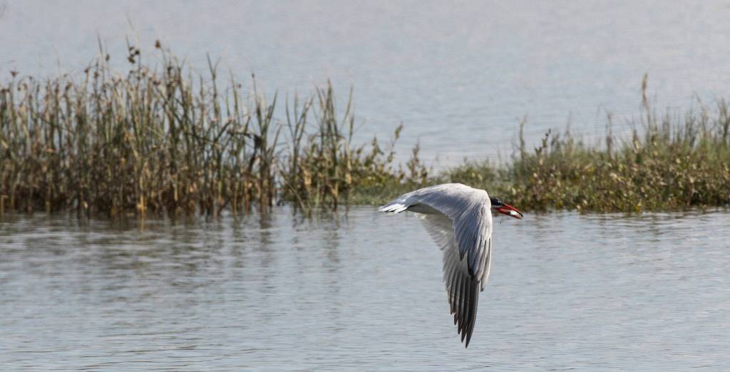 A Caspian tern flies off with a fish during high tide at Leque Island last September. (Andy Bronson / The Herald)