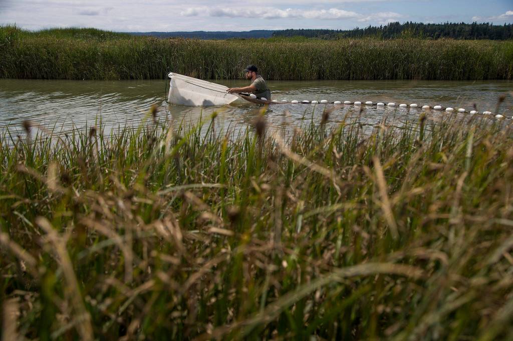 Pushing a tub, Elliott Schafer, a science technician with the Skagit River Systems Cooperative, strings out a net so his group can count fish in a canals of Leque Island. (Andy Bronson / The Herald)