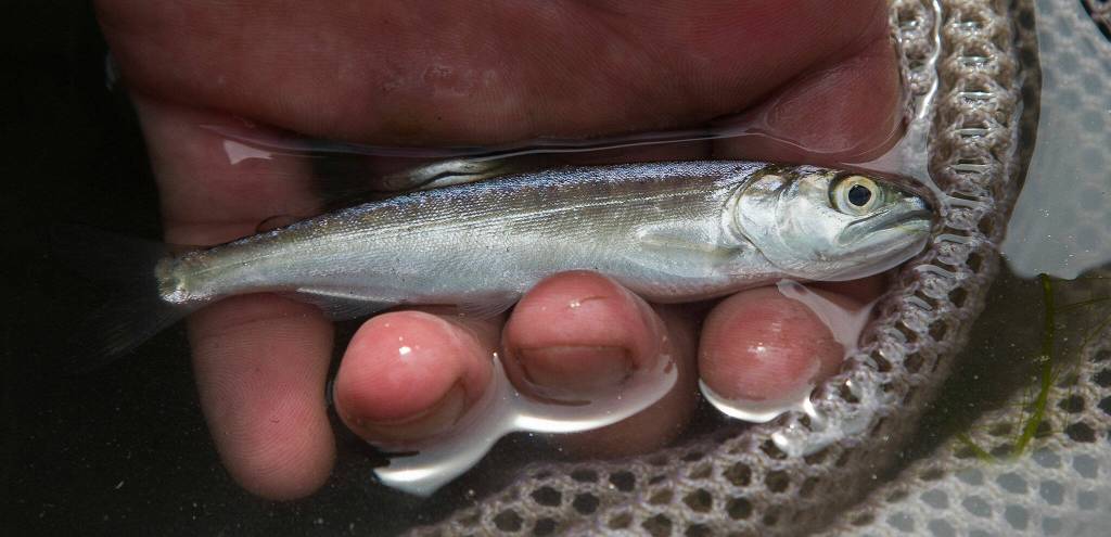 A juvenile Chinook salmon during a count of fish in the canals of Leque Island. (Andy Bronson / The Herald)