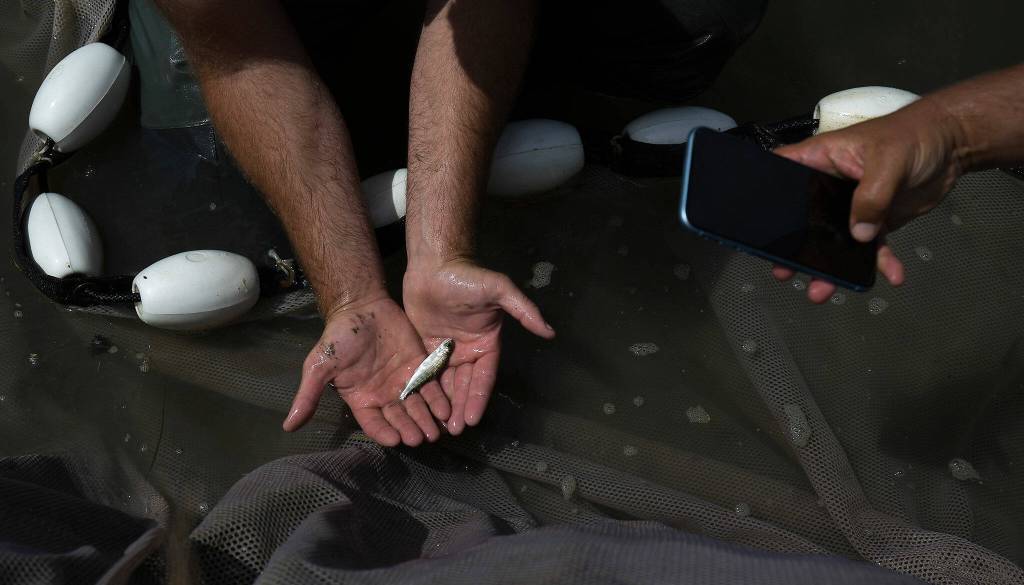 A wild juvenile Chinook salmon is counted and photographed before being released into a canal at Leque Island. (Andy Bronson / The Herald)
