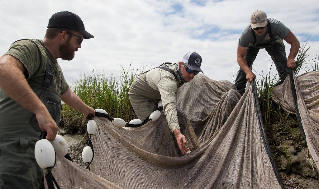 Senior research biologist Mike LeMoine (center) throws a fish back into a canal at Leque Island. (Andy Bronson / The Herald)