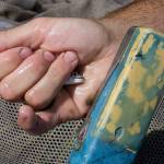 A metal detector is passed over a juvenile Chinook salmon, netted from a canal of Leque Island near Stanwood. (Andy Bronson / The Herald)