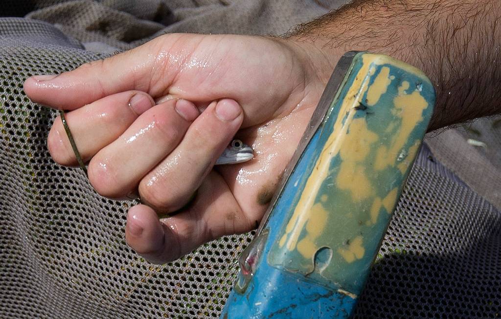 A metal detector is passed over a juvenile Chinook salmon, netted from a canal of Leque Island near Stanwood. (Andy Bronson / The Herald)