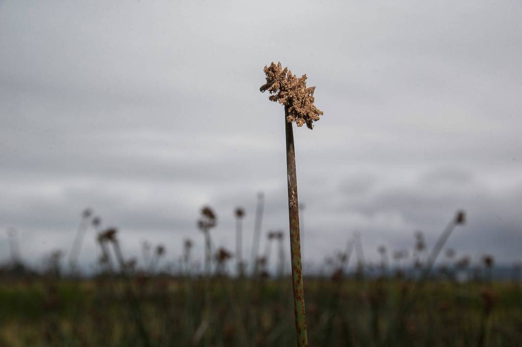 Maritime bulrush at Leque Island. (Andy Bronson / The Herald)