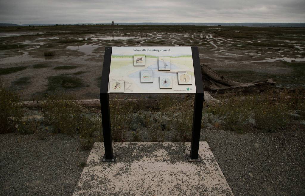 A new informational sign identifies wildlife at Leque Island near Stanwood. (Andy Bronson / The Herald)