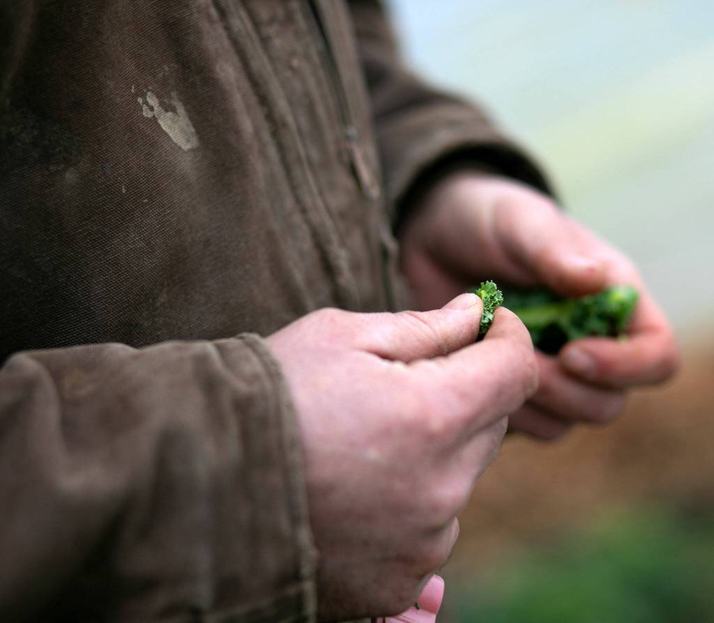 Vince Caruso examines kale at his farm in Snohomish. (Ryan Berry / The Herald)
