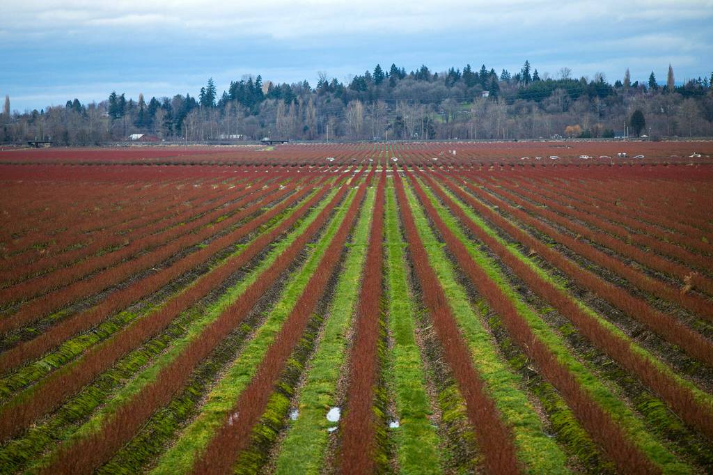 Blueberry fields in the Snohomish River Valley Friday. (Ryan Berry / The Herald)