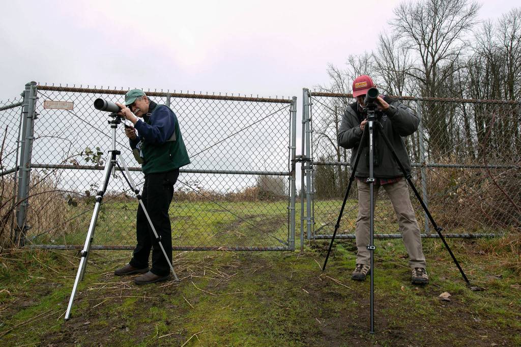 Friends Bob Flores and Russ Koppendrayer scan a group of trumpeter swans with their spotting scopes Thursday south of Monroe. (Ryan Berry / The Herald)