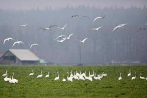 Trumpeter swans and Canada geese take flight from a field while others continue to graze Thursday, Feb. 10, 2022, in the Silvana-area in Washington. (Ryan Berry / The Herald)