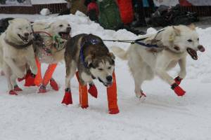 Dogs on musher Linwood Fiedler's team strain after leaving the start line during the ceremonial start of the Iditarod Trail Sled Dog Race Saturday, March 7, 2020, in Anchorage, Alaska. The real race starts March 8 about 50 miles north of Anchorage, with the winner expected in the Bering Sea coastal town of Nome about 10 or 11 days later. (AP Photo/Mark Thiessen)