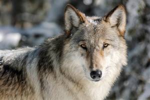 FILE - This Nov. 7, 2017, file photo, provided by the National Park Service shows a gray  wolf in Yellowstone National Park, Wyo. A judge on Thursday, Feb. 10, 2022, has ordered federal protections for gray wolves across much of the U.S. after they were removed in the waning days of the Trump administration. U.S. District Judge Jeffrey White said in his ruling that the Fish and Wildlife Service failed to show wolf populations could be sustained in the Midwest and portions of the West without protection under the Endangered Species Act(Jacob W. Frank/National Park Service via AP, File)