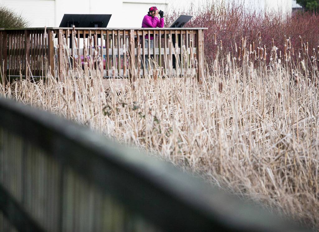 A birdwatcher uses their binoculars at a viewpoint along the Edmonds Marsh on Wednesday. (Olivia Vanni / The Herald)