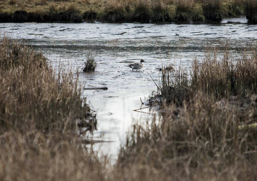 A Northern Pintail feeds in the Edmonds Marsh on Wednesday. (Olivia Vanni / The Herald)