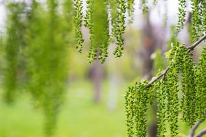Sunbeams through Willow Tree in morning fog. Beautiful spring