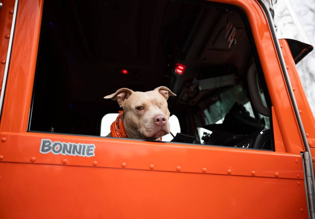 Bonnie hangs her head outside the truck window next to her name tag. (Olivia Vanni / The Herald)