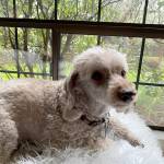Merlin, the nearly-toothless poodle, enjoys a quiet afternoon in Edmonds. (Jennifer Bardsley)