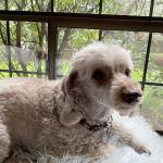 Caption: Merlin, the nearly-toothless poodle, enjoying a quiet afternoon in Edmonds.
