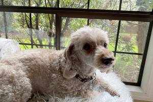 Caption: Merlin, the nearly-toothless poodle, enjoying a quiet afternoon in Edmonds.
