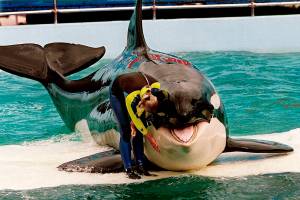 FILE - In this March 9, 1995 file photo, trainer Marcia Hinton pets Lolita, a captive orca whale, during a performance at the Miami Seaquarium in Miami. The new owners of the Miami Seaquarium will no longer stage shows with its aging orca Lolita under an agreement with federal regulators. MS Leisure, a subsidiary of The Dolphin Company, said in a news release it completed acquisition of the Seaquarium on Thursday, March 3, 2022.    (Nuri Vallbona/Miami Herald via AP, File)